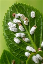 Hydrangea wool scale insects on hydrangea leaves (Pulvinaria hydrangeae), hydrangea wool scale