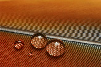 Water drops on bird feathers