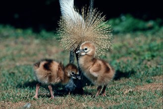 Crowned Crane with chicks, South_Africa (Balearica pavonina regulorum)