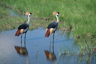 Crowned Cranes, pair, Amboseli national park, Kenya (Balearica pavonina regulorum)