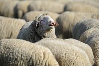 Merino sheep, sheep, sheep