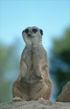 Meerkats (Suricata suricatta), South_Africa