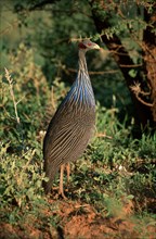 Vulturine Guineafowl (Acryllium vulturinum), Samburu Game Reserve, Kenya, Geierperlhuhn, Samburu