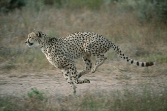 Cheetah (Acinonyx jubatus), side