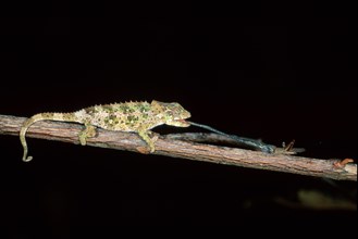 Young short-horned chameleon (Calumma brevicornis) hunting, page, Madagascar, Africa