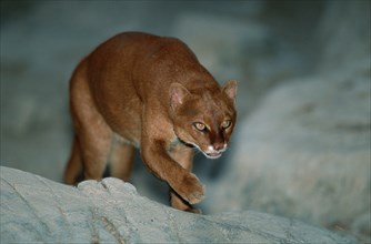 Jaguarundi (Felis yagouaroundi) (Herpailurus yagouaroundi)