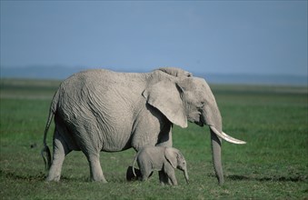 African elephants (Loxodonta africana), cow with calf, Amboseli National Park, page, Kenya, Africa