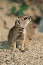 Young yellow mongoose (Cynictis penicillata)