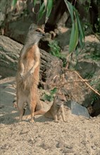 Yellow Mongoose (Cynictis penicillata) with young