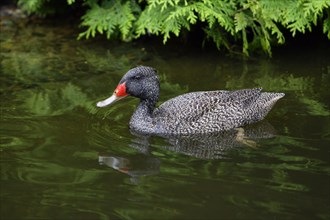 Freckled duck (Stictonetta naevosa)