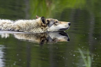 Timber Wolf (Canis lupus)