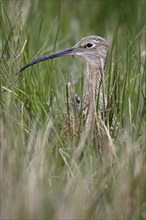 Curlew, England, Eurasian curlew (Numenius arquata)