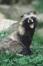 Young Raccoon Dog (Nyctereutes procyonoides)