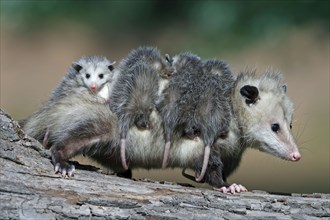 North American Opossum with youngs, Minnesota, USA (Didelphis marsupialis virginiana), Northern