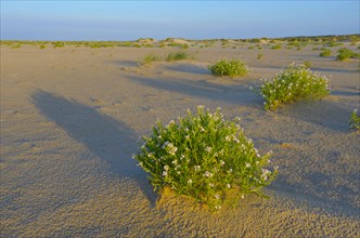 Sea mustard, De Hors beach, near Den Hoorn, Texel island, North Holland, Netherlands