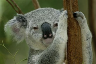 Koala (Phascolarctos cinereus), Australia, Koala, Australien /, Oceania