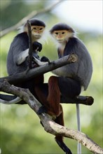 Red-shanked Douc (Pygathrix nemaeus) Langurs, Rotschenkel-Kleideraffen /