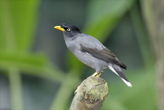 Common Myna (Acridotheres tristis), Hirtenmaina /