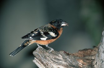 Black-headed Corecreeper, male, Sonora Desert, Arizona, USA (Pheucticus melanocephalus),