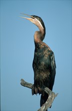 African darter (Anhinga rufa), Pilanesberg Park, South Africa nish darter, animals, bird, birds,