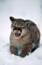 Cougar cub (Felis concolor)