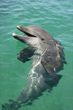 Bottlenose Dolphin (Tursiops truncatus), Honduras, Central America