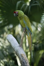 Military Macaw (Ara militaris), Kleiner Soldatenara /