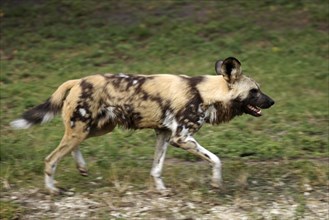 African wild dog (Lycaon pictus), hyena dog, lateral view