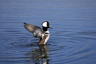 Hooded merganser (Lophodytes cucullatus), male, Merrit, wing beat, Iceland, USA, Europe