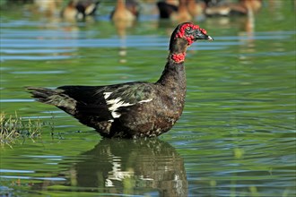 Moscovy Duck (Cairina moschata), Pantanal, Brazil, South America