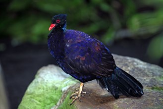 Bronze-naped pheasant pigeon (Otidiphaps nobilis), lateral