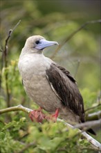 Red-footed Booby (Sula sula), Galapagos Islands, Ecuador, South America