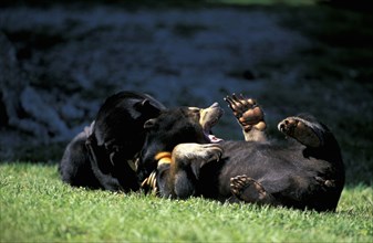 Malayan Sun Bears (Helarctos malayanus), pair