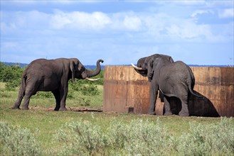 African Elephants (Loxodonta africana) at cistern, Kruger national park, South Africa, Africa