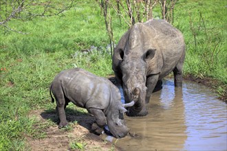 White rhinoceroses (Ceratotherium simum), female with young, Sabi Sabi Game Reserve, Kruger