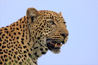 African leopard (Panthera pardus), Sabi Sabi Game Reserve, Kruger National Park, South Africa,