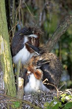 Tricoloured (Egretta tricolor) Herons, youngs at nest, Florida, USA, heron, North America