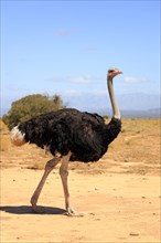 South african ostrich (Struthio camelus australis), male, Oudtshoorn, Klein Karoo, South Africa,