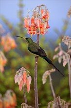 Malachite sunbird (Nectarinia famosa), male, Oudtshoorn, Klein Karoo, South Africa, Africa