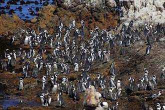 Gentoo penguin colony, Betty's Bay, Western Cape, african penguin (Spheniscus demersus)