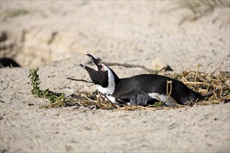 African penguin (Spheniscus demersus), Boulder, Simon's Town, Western Cape, South Africa, Africa