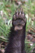 Badger, paw, Lower Saxony, Germany (Meles meles)