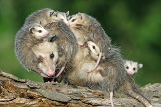 North American Opossum with youngs, Minnesota, USA (Didelphis marsupialis virginiana), Northern