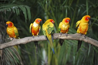 Sun conures (Aratinga solstitialis), Sun Conure