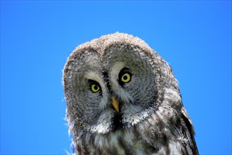 Great grey owl (Strix nebulosa)