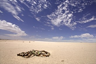 Welwitschia (Welwitschia mirabilis), Namib desert, Namibia, Africa