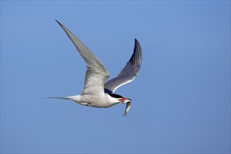 Common Tern (Sterna hirundo) with fish, Texel, Netherlands