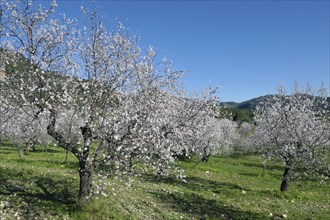 Flowering Almond trees (Prunus dulcis), Tramuntana Mountains, Majorca, Balearic Islands, Spain,