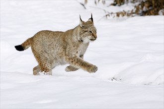 European Lynx (Lynx lynx) in winter (Felis lynx)