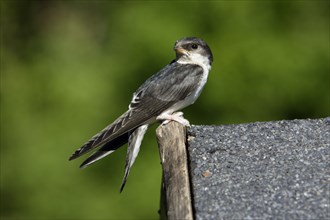 House Martin (Delichon urbica), Lower Saxony, Germany, side, Europe